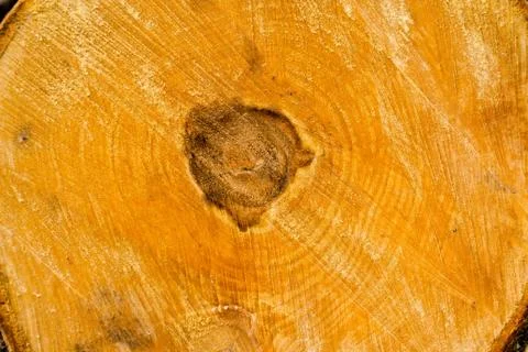 Half of a stump cut off from a tree with a beautiful wood texture Stock Photos