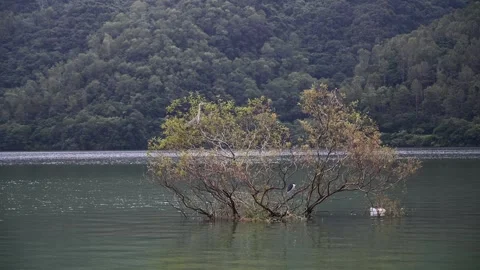 Half-Submerged Tree in the Center of Liyu Lake, Hualien, Taiwan Stock Footage 341861637