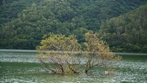 Half-Submerged Tree in the Center of Liyu Lake, Hualien, Taiwan Stock Footage 341861684