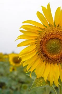 Half Sunflower close-up Stock Photos