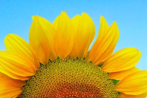 Half of sunflower closeup Stock Photos