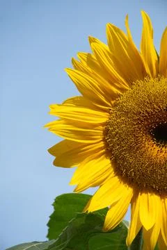 Half of Sunflower Head Foto stock