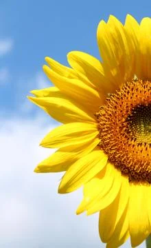 Half sunflower Stock Photos