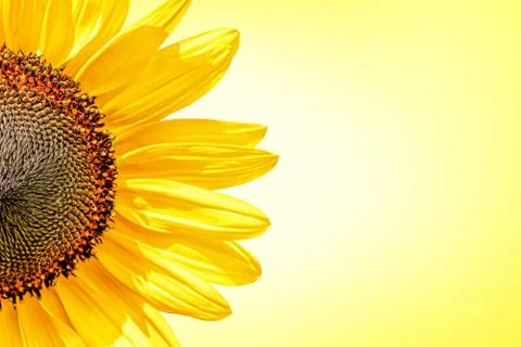 Half of sunflower on yellow background Stock Photos
