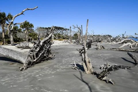Half-sunken trees Stock Photos