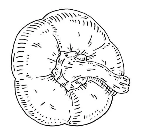 Half sweet bell pepper. Top view. Vintage hatching vector black illustration. Stock Illustration