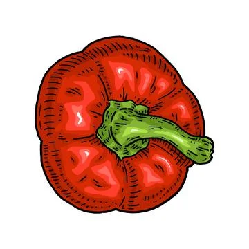 Half sweet bell red pepper. Top view. Vintage hatching vector black illustr.. Stock Illustration