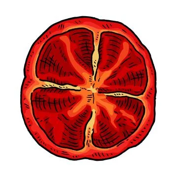 Half sweet bell red pepper. Vintage engraving vector black illustration. Stock-Illustration