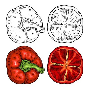 Half sweet bell red pepper. Top view. Vintage hatching vector black illustr.. Stock Illustration