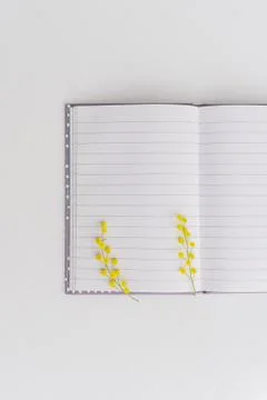 Half Top view Open notebook with blank pages with beautiful Yellow mimosa flo Stock Photos