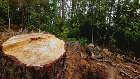 Half Tree Видео 238658364