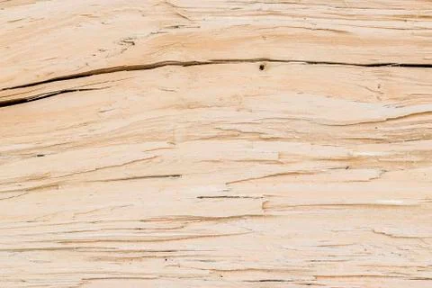 Half trunk texture Stock Photos