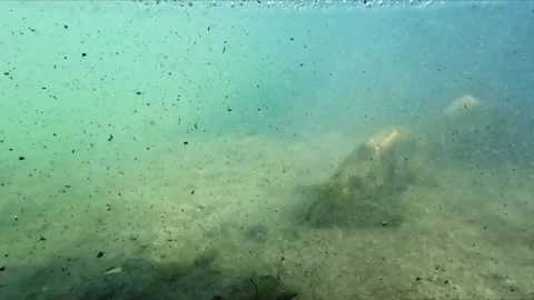 Half underwater half above surface shot of river showing debris and organic.. Stock Footage 332443045