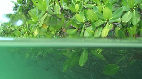 Half Underwater Mangroves Stock Footage 7138355