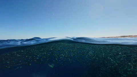 Half underwater split view showing clear blue Red Sea with school of fish below Stock Footage 324860084