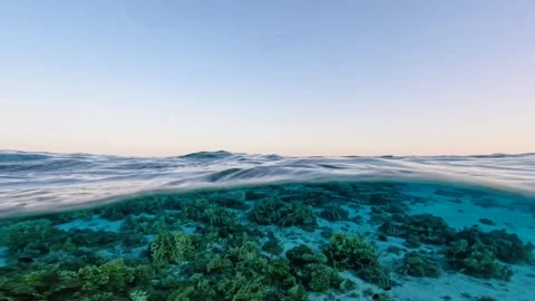 Half underwater split view showing coral reef with fish below calm ocean surface Vidéo 340538995