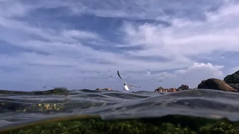 Half underwater view of seagull flying on lavezzi island Stock Footage 277544287