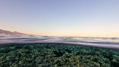 Half underwater view of Small Tropical Fish Swimming Over Shallow Coral Reef Stock Footage 324554682
