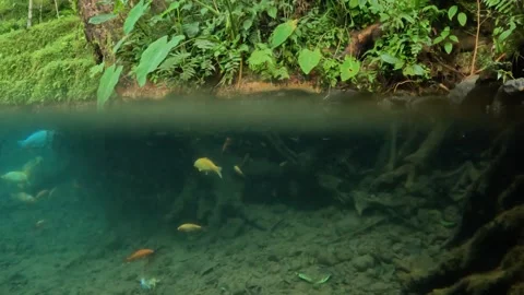 Half view of fish in the lake and green plants above Stock Footage 307439779