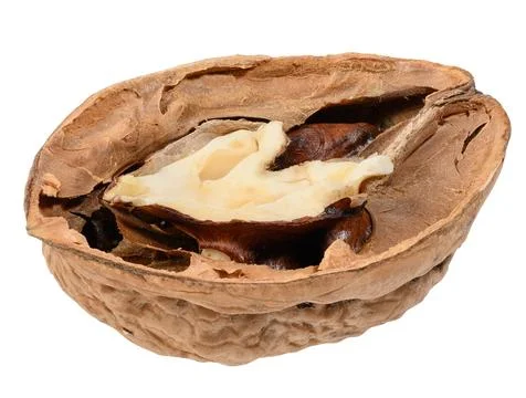 Half of a walnut in a cracked shell with a visible light kernel Stock Photos