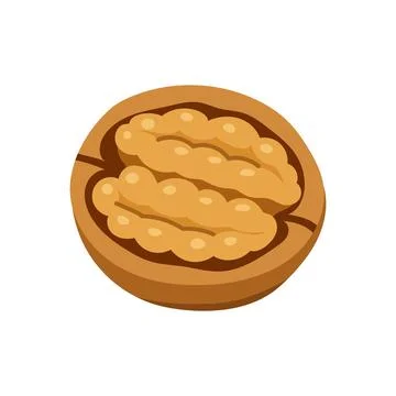 Half walnut kernel isolated on white background Stock Illustration