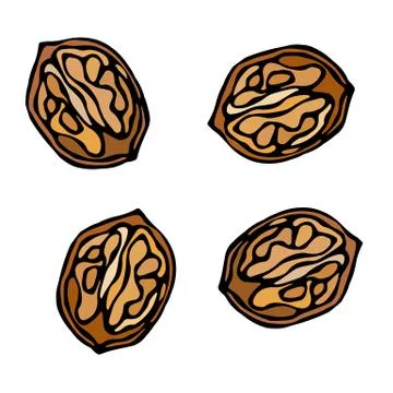 Half of Walnut in a Shall with Kernel. Unpeeled Nuts. Healthy Snack. Fresh Fa Stock Illustration