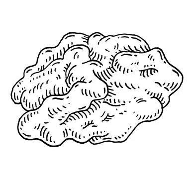 Half walnut without shell. Vector engraving black vintage Illustrazione stock