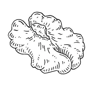 Half walnut without shell. Vector engraving black vintage Stock Illustration