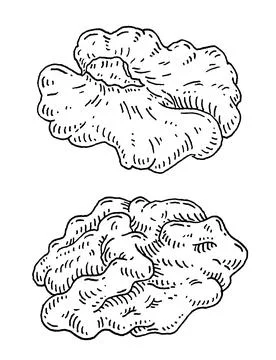 Half walnut without shell. Vector engraving black vintage Stock Illustration