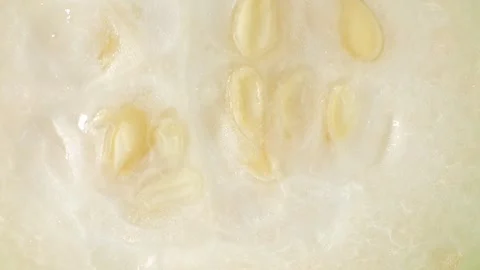 Half wax gourd macro video showcases the intricate details Stock Footage 244801083
