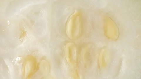 Half wax gourd macro video showcases the intricate details Stock Footage 244801088