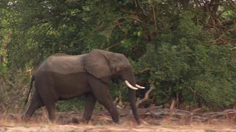 Half Wet Elephant 스톡 동영상 47379554