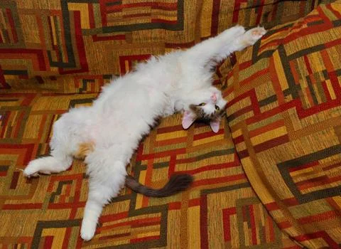 Half white pet cat, posing on sofa.background of squares of diff Stock Photos