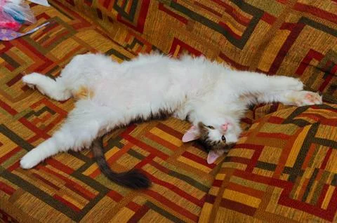 Half white pet cat, posing on sofa.background of squares of diff Stock Photos