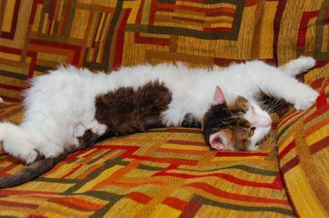 Half white pet cat, posing on sofa.background of squares of diff Stock Photos