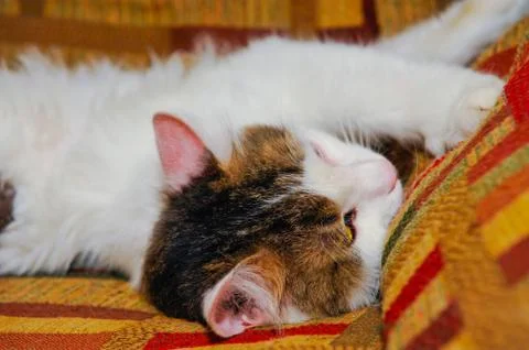 Half white pet cat, posing on sofa.background of squares of diff Stock Photos