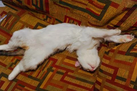 Half white pet cat, posing on sofa.background of squares of diff Stock Photos