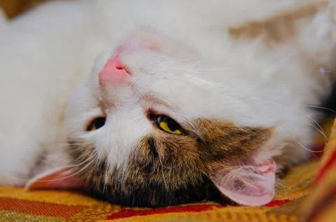 Half white pet cat, posing on sofa.background of squares of diff Foto stock