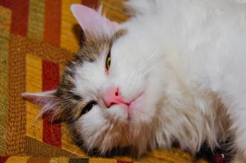 Half white pet cat, posing on sofa.background of squares of diff Stock Photos