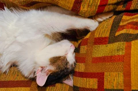 Half white pet cat, posing on sofa.background of squares of diff Stock Photos