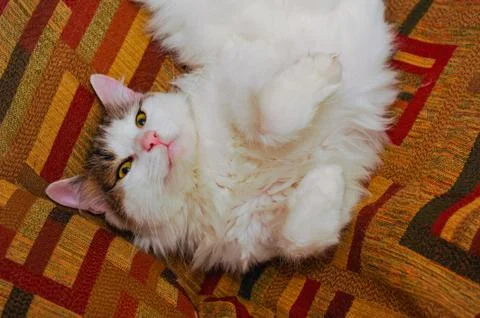 Half white pet cat, posing on sofa.background of squares of diff Stock Photos