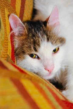 Half white pet cat, posing on sofa.background of squares of diff Stock Photos