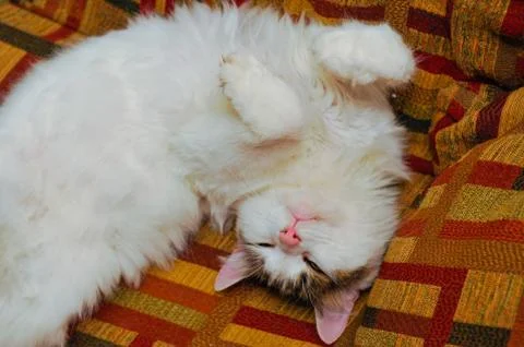 Half white pet cat, posing on sofa.background of squares of diff Stock Photos