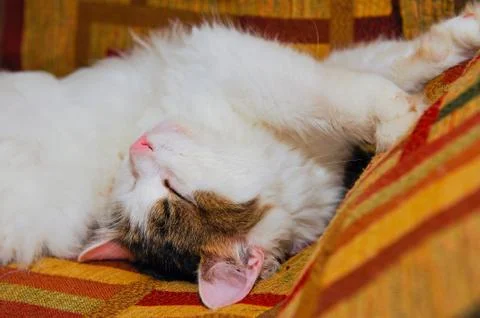 Half white pet cat, posing on sofa.background of squares of diff Stock Photos