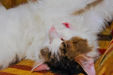 Half white pet cat, posing on sofa.background of squares of diff Stock Photos
