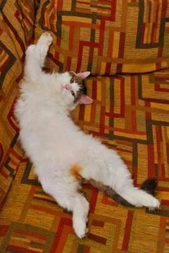 Half white pet cat, posing on sofa.background of squares of diff Foto stock