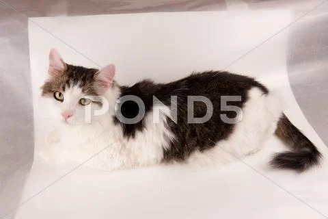 Half white pet cat, posing on white Stock Photos