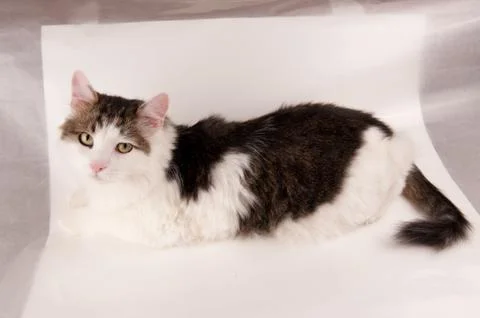 Half white pet cat, posing on white Stock Photos