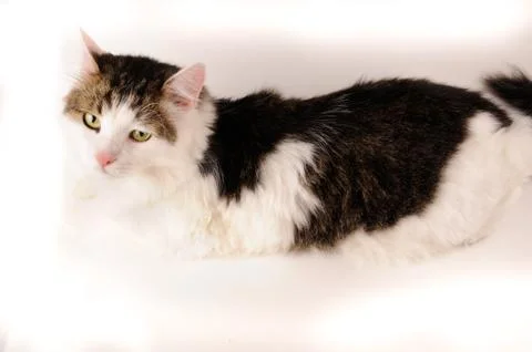 Half white pet cat, posing on white Stock Photos
