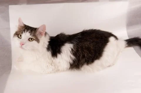 Half white pet cat, posing on white Stock Photos